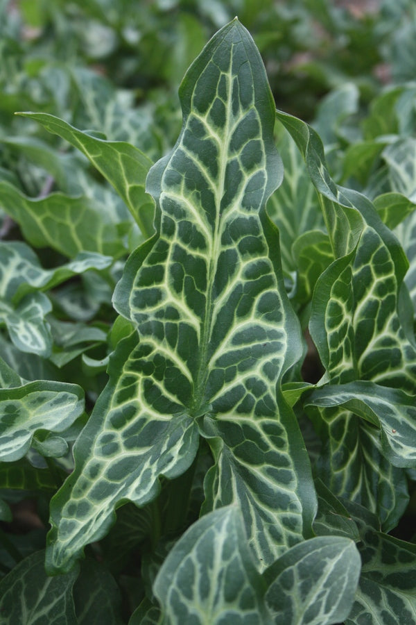 Image of Arum italicum 'Marmoratum'