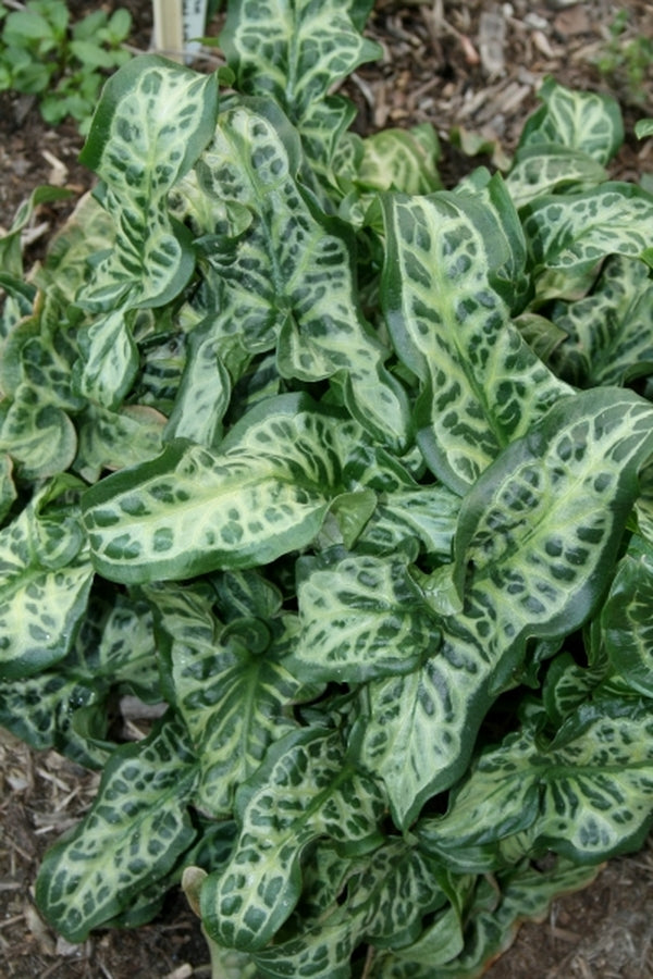 Image of Arum italicum 'Scottish Silver'