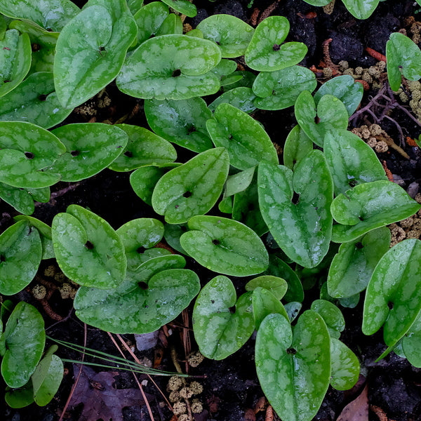 Image of Asarum arifolium 'See Spot Run'