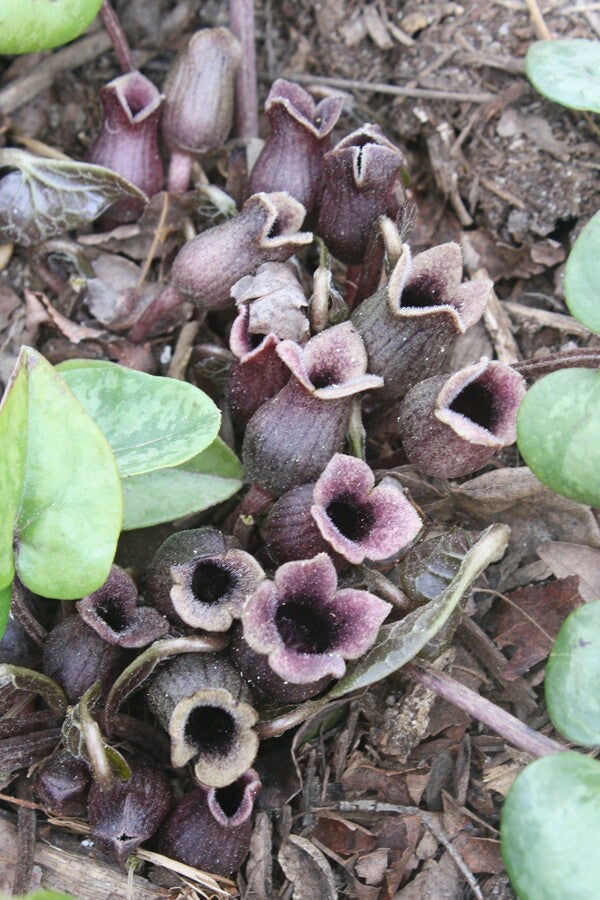 TÌNH YÊU CÂY CỎ  - Page 76 Asarum-arifolium-Silver-Spreader.i-3729.s-64794.r-1_1024x1024