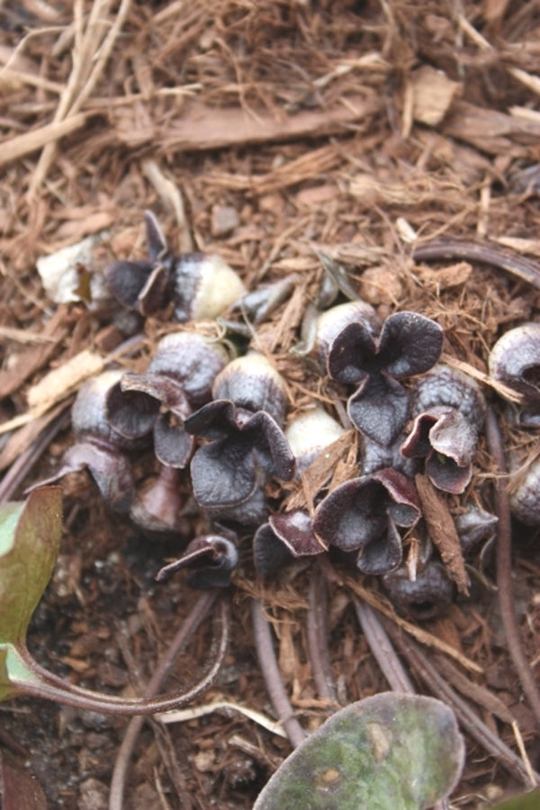 Image of Asarum asperum