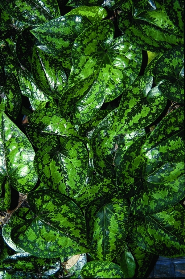 Image of Asarum kumageanum 'Frosted Jade'