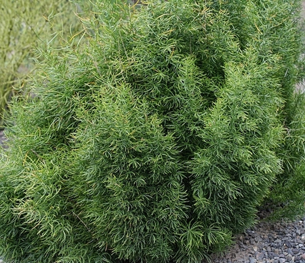 Image of Asparagus densiflorus 'Graham's Cracker'