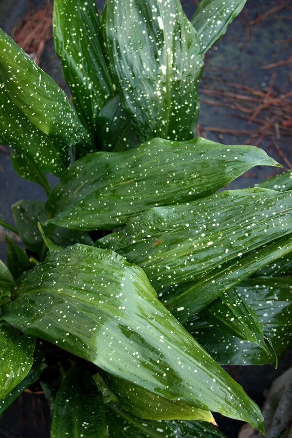 Image of Aspidistra grandiflora 'Big Spotty'