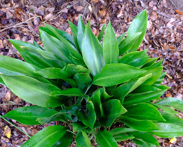 Image of Aspidistra molendinacea 'Skin Tight Green Jeans'