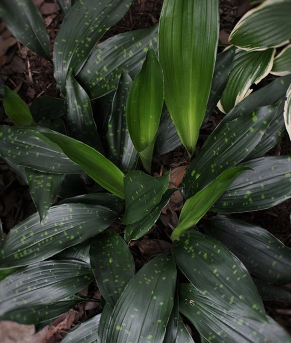 Image of Aspidistra sichuanensis 'Golden Freckles'