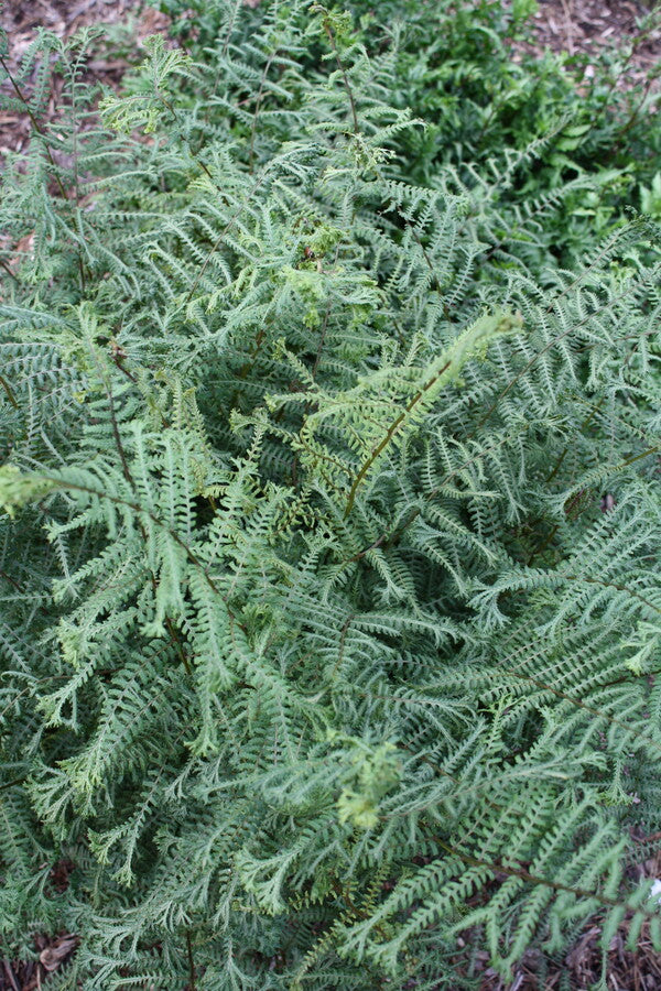 Image of Athyrium 'Ocean's Fury' PP 20,126