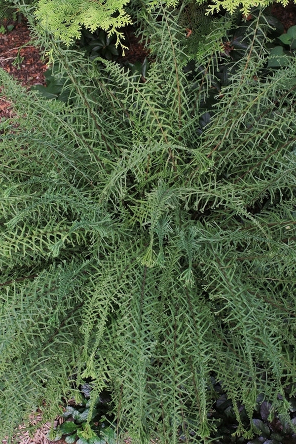 Image of Athyrium filix-femina 'Victoriae'