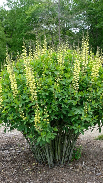 Image of Baptisia 'Carolina Moonlight'