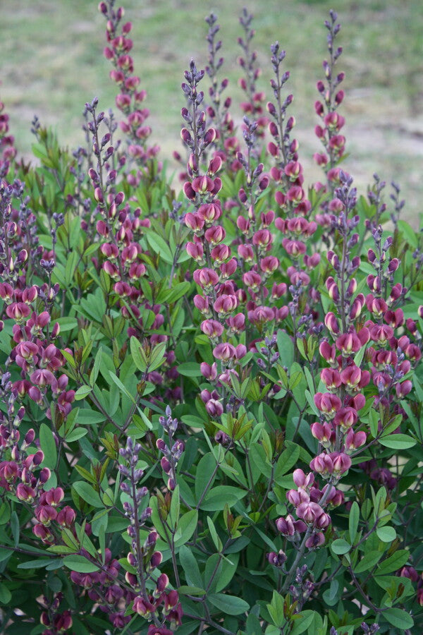 Image of Baptisia 'Cherry Pie' 