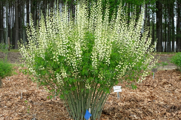 Image of Baptisia 'Lightning Rods'