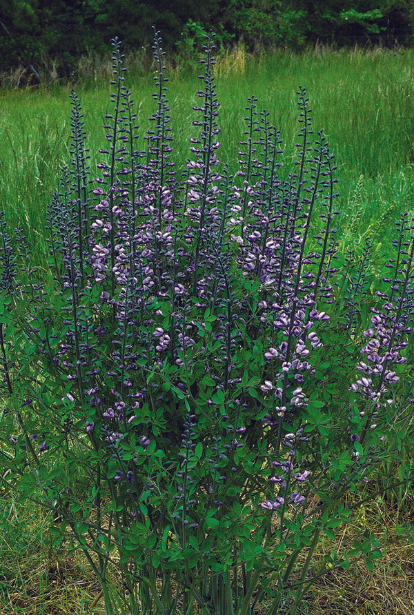 Image of Baptisia 'Purple Smoke'