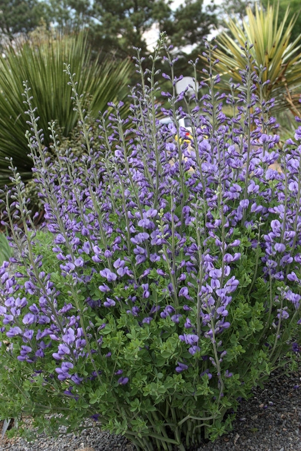 Image of Baptisia minor 'Melissa Blue'