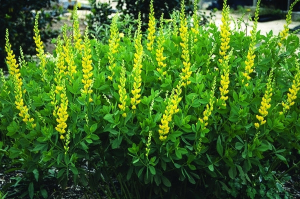 Image of Baptisia sphaerocarpa Hunt Co. Texas