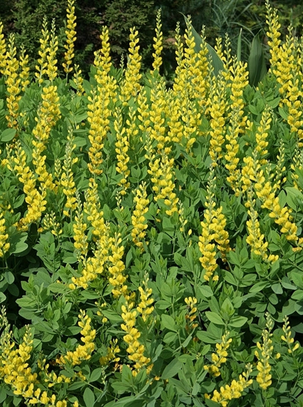 Image of Baptisia sphaerocarpa 'Screamin' Yellow'