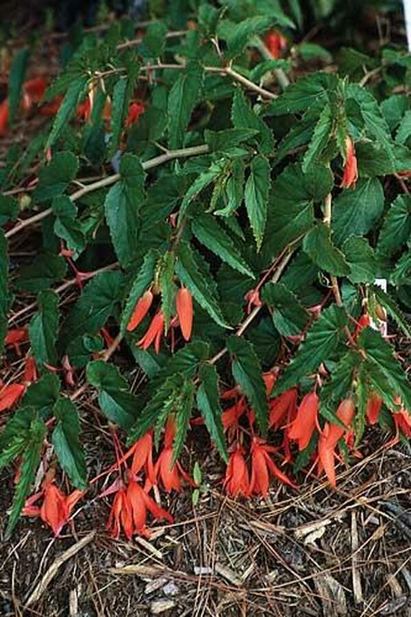 Learn about Begonia boliviensis | Bolivian Begonia | Perennial Encyclopedia  by Plant Delights Nursery