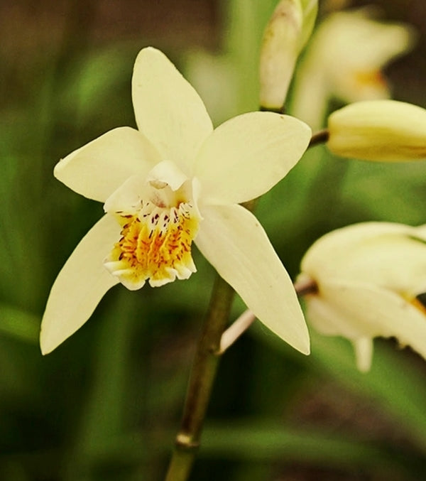 Image of Bletilla ochracea 'Chinese Butterfly'