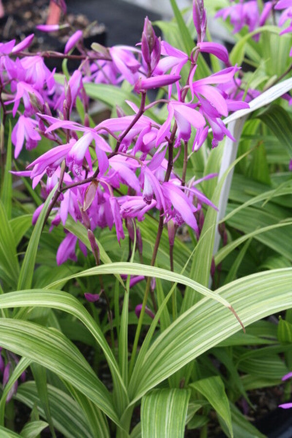 Image of Bletilla striata 'Gotemba Stripes'