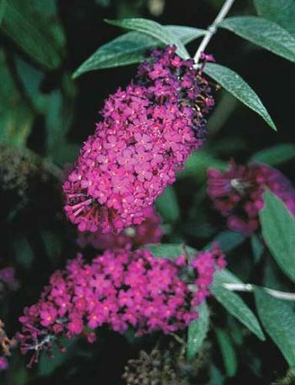 Image of Buddleia 'Attraction'