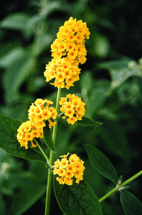 Image of Buddleia 'Honeycomb'