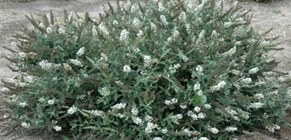 Image of Buddleia 'Ice Chip' PPAF