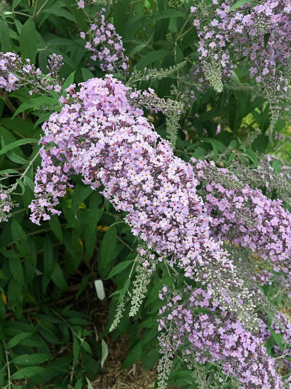 Image of Buddleia 'Lavender Cascade' PP 30,635