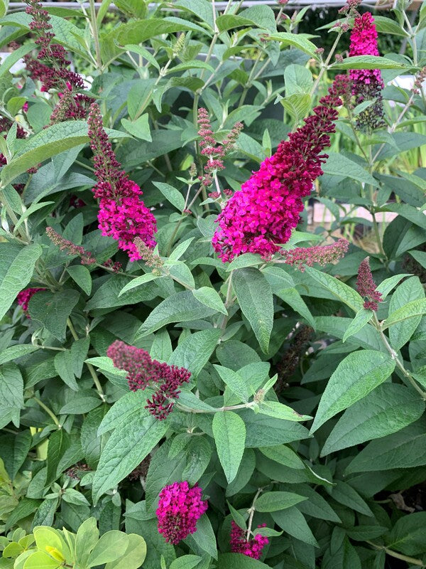 Buddleja 'Miss Molly' (Buddleja 'Red Chip', Miss Molly Buddleja