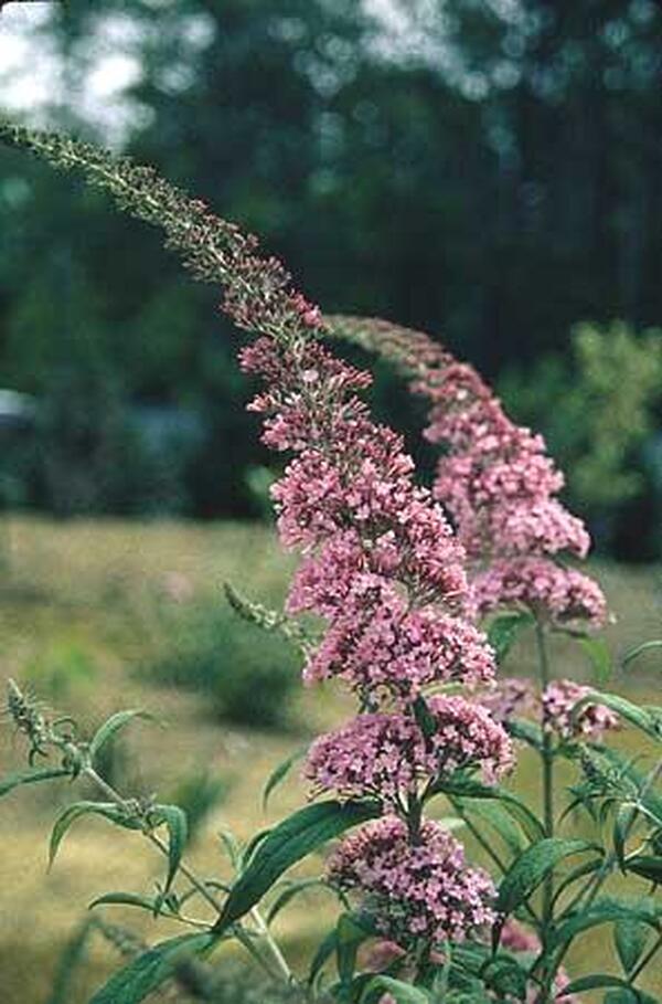 Image of Buddleia 'Pink Delight'