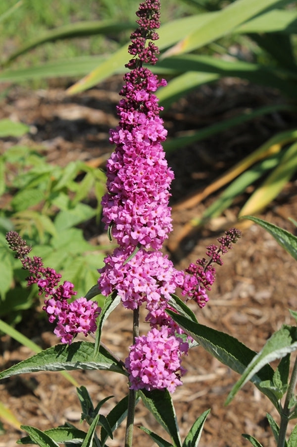 Image of Buddleia 'Pink Micro Chip' PPAF