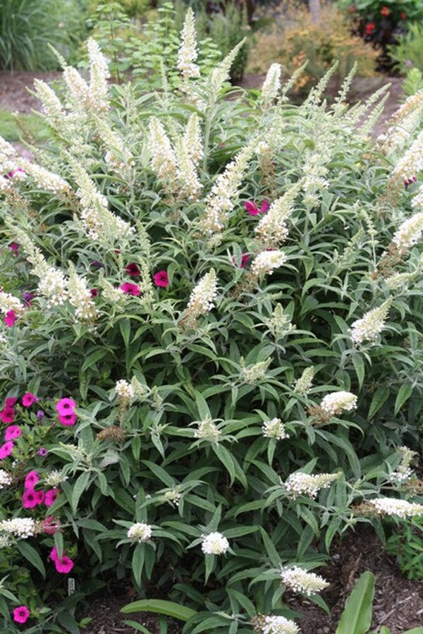 Image of Buddleia 'White Ball'