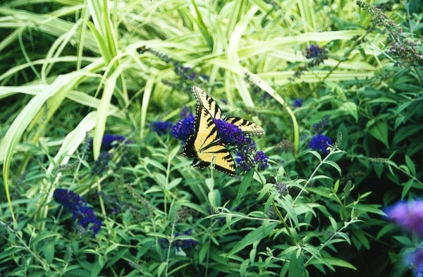 Image of Buddleia davidii 'Black Knight'