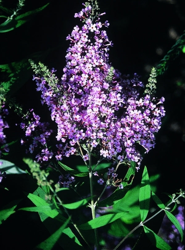 Image of Buddleia davidii 'Dartmoor'