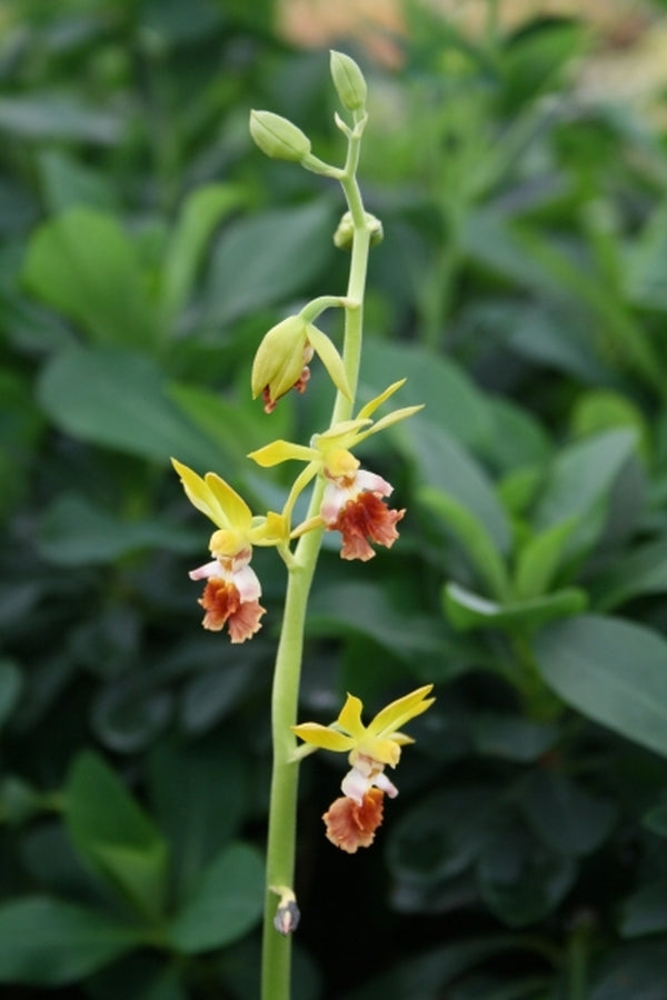 Image of Calanthe tricarinata