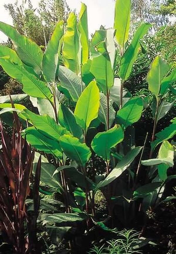 Image of Canna 'Musaefolia'