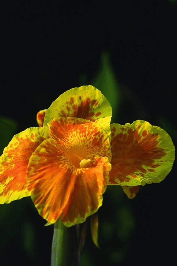 Image of Canna 'Florence Vaughan'