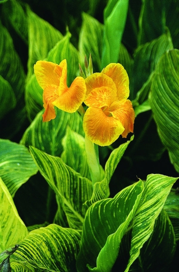 Canna Lily hybrida MACtro Tropicanna® Bulb