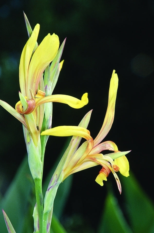 Canna lilies 'Tropicanna Black' Care (Watering, Fertilize, Pruning,  Propagation) - PictureThis