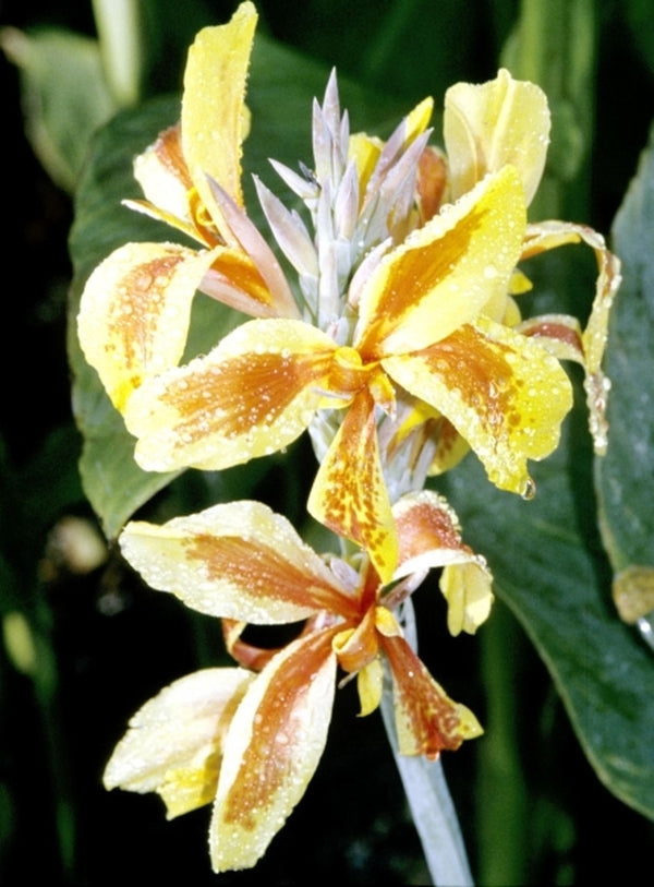Canna Lily hybrida MACtro Tropicanna® Bulb