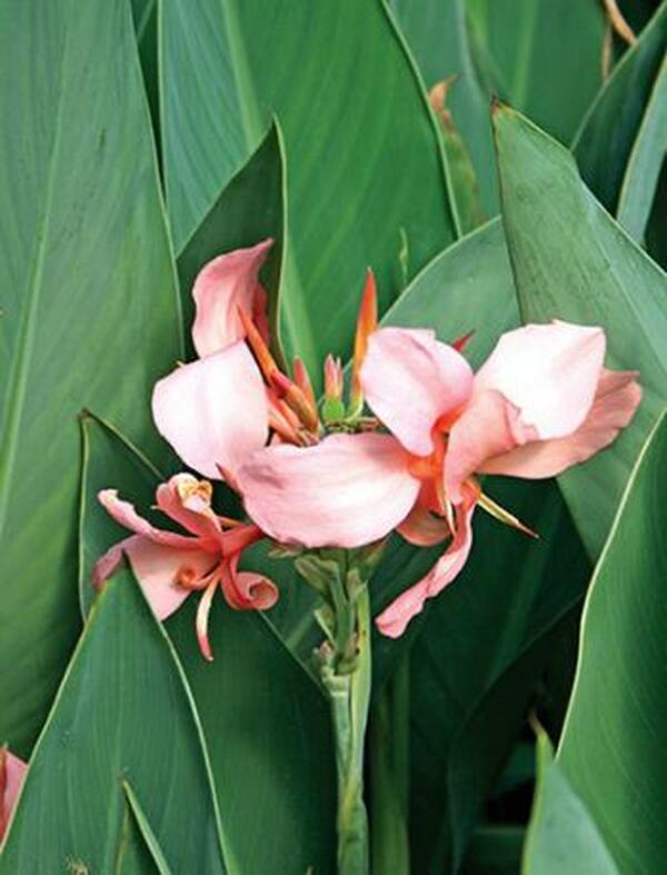 CANNA LILY PHASION aka Canna Durban Variegated Leaves