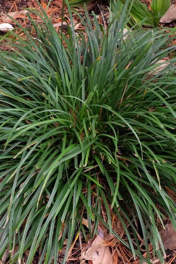 Image of Carex digitalis var. digitalis 'Jacksboro'