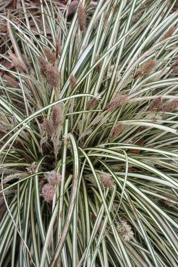 Image of Carex oshimensis 'Evergold'