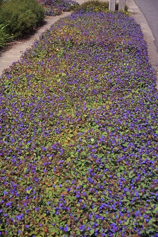20 Spring Wild Flowers Pick: Purple & Yellow [63992] 