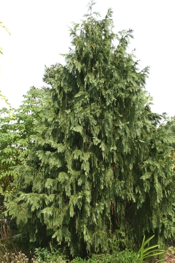 Image of Chamaecyparis nootkatensis 'Glauca Pendula'