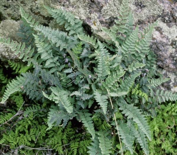 Image of Cheilanthes tomentosa