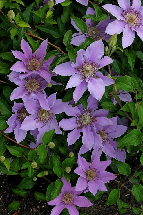 Learn About Clematis Bijou Pp 15991 Bijou Clematis Perennial Encyclopedia 