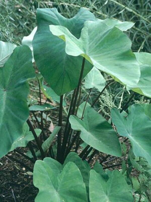 Image of Colocasia esculenta 'Big Dipper'