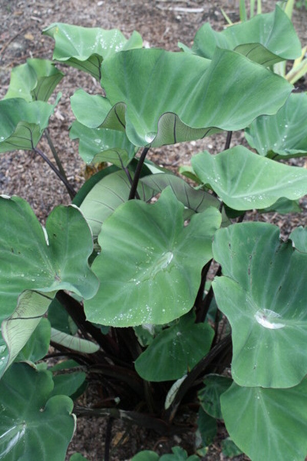 Image of Colocasia esculenta 'Bikini Tini'