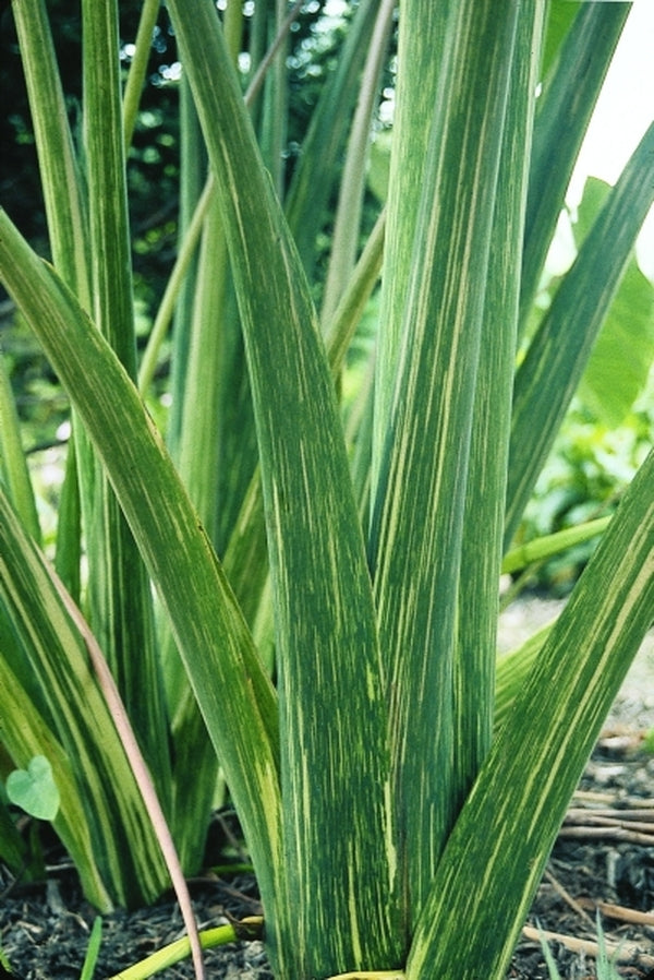 Image of Colocasia esculenta 'Chicago Harlequin'