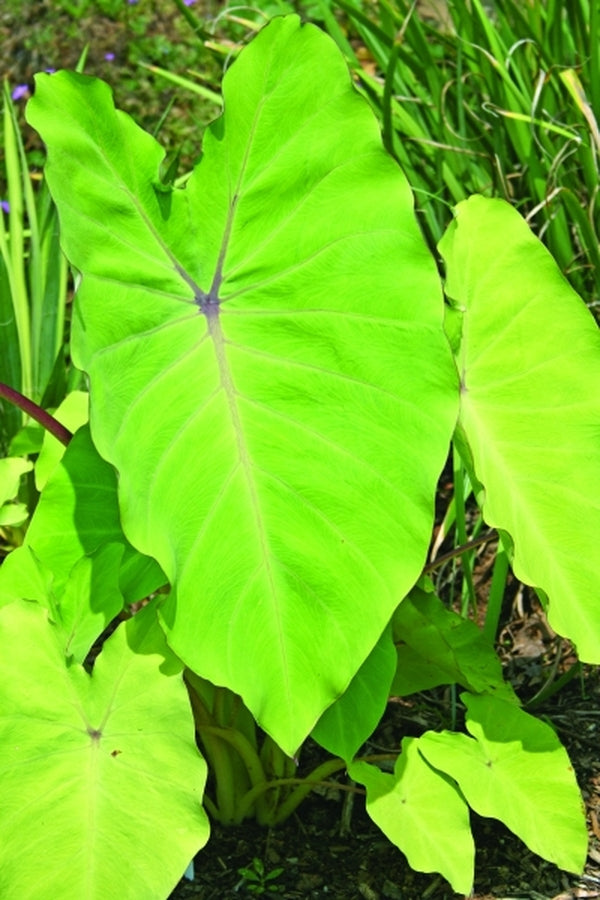 Image of Colocasia esculenta 'Elena' PPAF