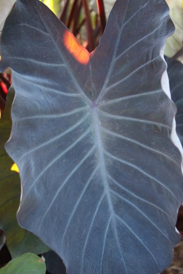 Image of Colocasia esculenta 'Hawaiian Eye' PP 19,884